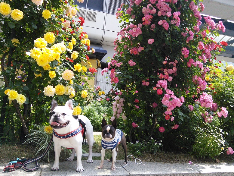 あぐり島はお花の島♪_d0155952_13554934.jpg