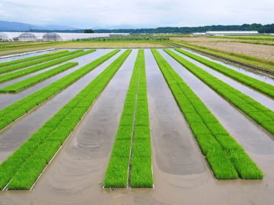 七城米　長尾農園　手をかけ美しい苗床を作り、惜しまぬ手間ひまで美味しいお米を育てる匠_a0254656_19353053.jpg