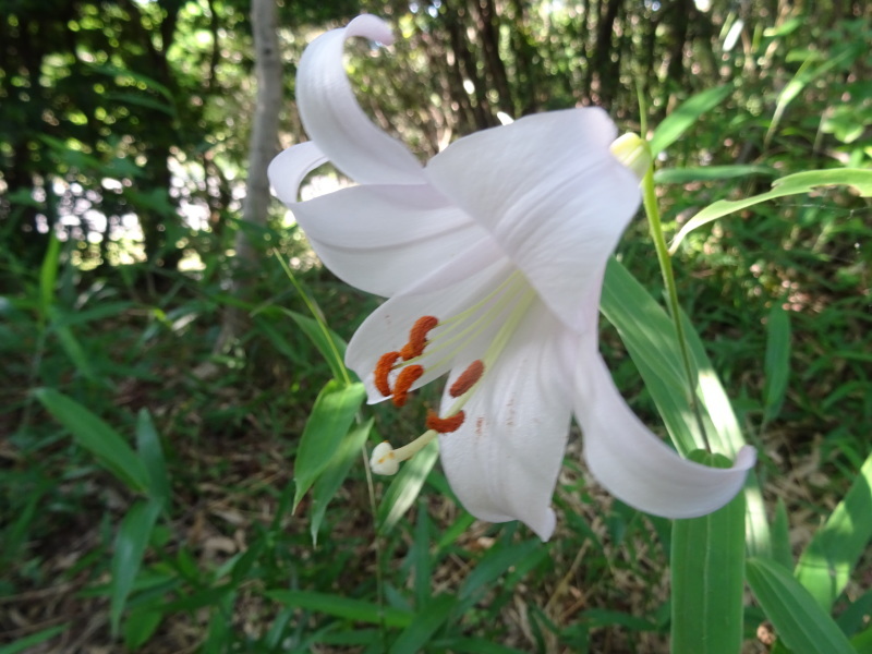 ササユリ50輪開花中 in うみべの森_c0108460_01094112.jpg