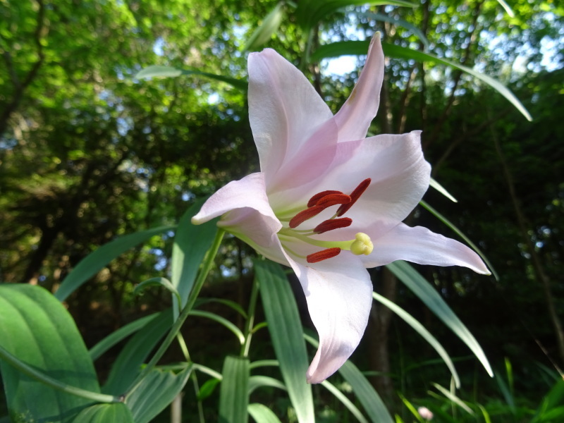 ササユリ50輪開花中 in うみべの森_c0108460_01231540.jpg