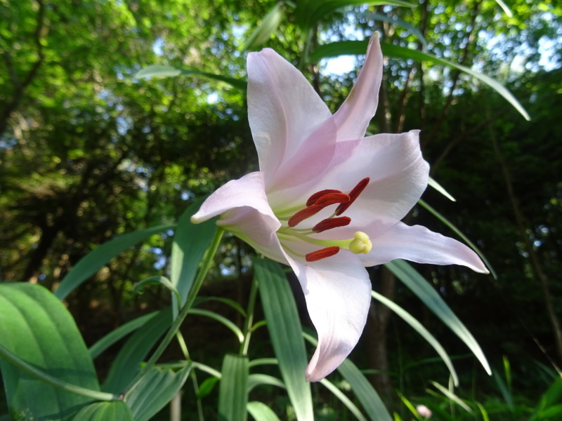 ササユリ50輪開花中　in　うみべの森_c0108460_01231540.jpg