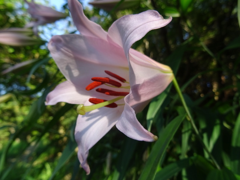 ササユリ50輪開花中 in うみべの森_c0108460_01231835.jpg