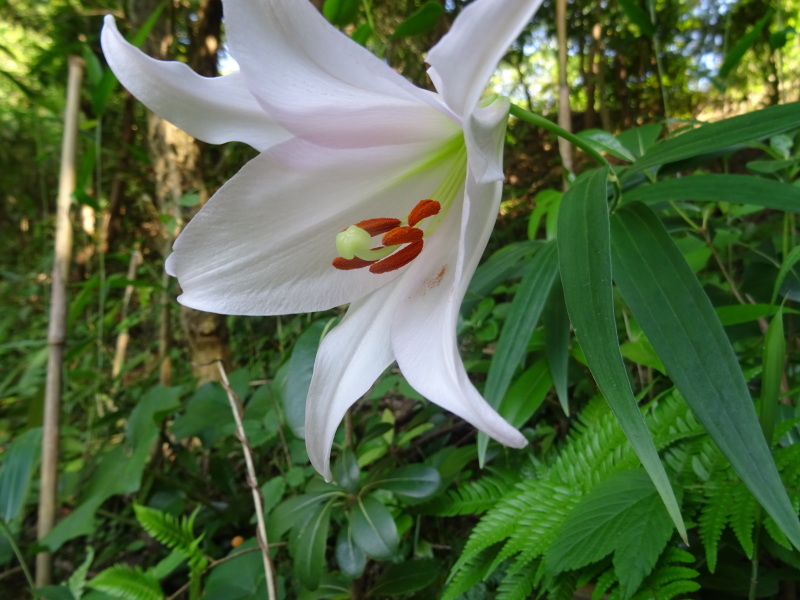 ササユリ50輪開花中 in うみべの森_c0108460_01300758.jpg
