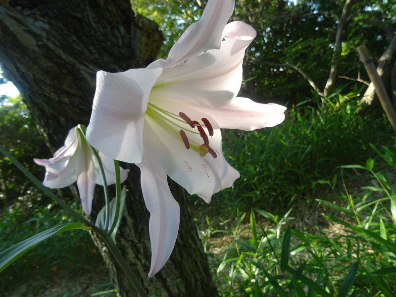 ササユリ50輪開花中 in うみべの森_c0108460_01382007.jpg