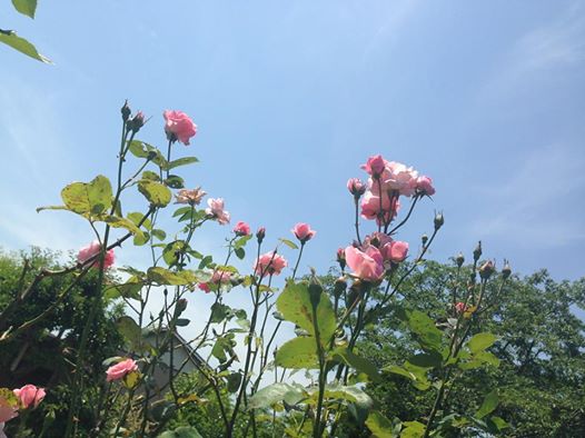 c0115560_11143256.jpg