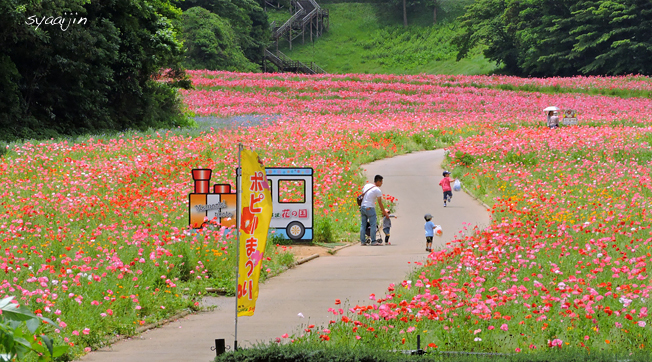 無料で花摘みできる 『くりはま花の国 ポピー2015』(3)_d0251161_07221613.jpg