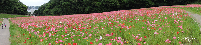 無料で花摘みできる 『くりはま花の国 ポピー2015』(3)_d0251161_07224775.jpg