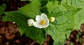 #上高地 フィールドワーク 2018『山荷葉』Diphylleia grayi_f0238961_1753726.jpg