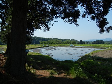 夏の田植え。_c0033567_00292109.jpg