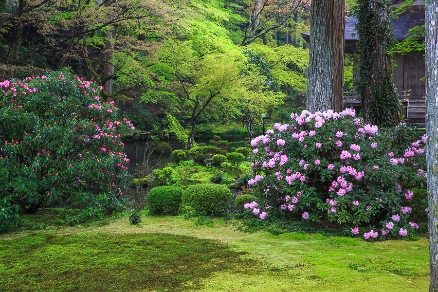 石楠花！　～三千院～_b0128581_21512931.jpg