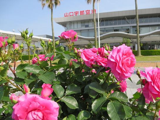 Airport Roses in Ube, Yamaguchi_d0317481_1461692.jpg