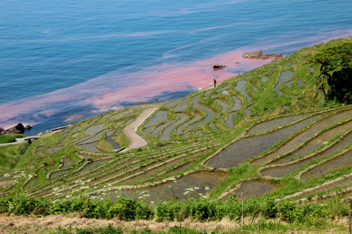 千枚田・・・能登半島・白米_d0178082_1735274.jpg