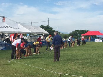 SVJ Siegerschau2015 春本部展覧会_e0100584_0405271.jpg