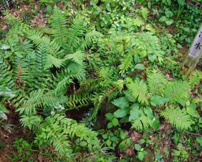 b0123486_85884.jpg