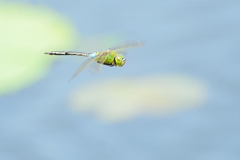 a0143491_1142325.jpg
