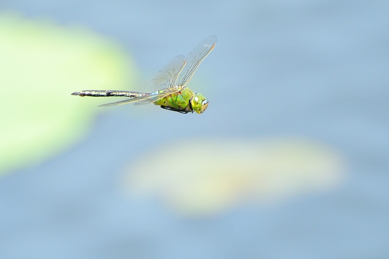 a0143491_1264566.jpg