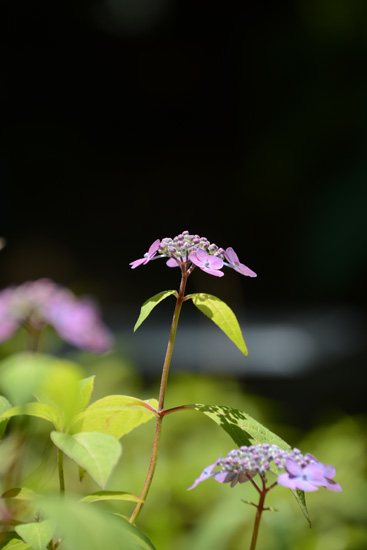 長居植物園・・・_a0161998_21274528.jpg