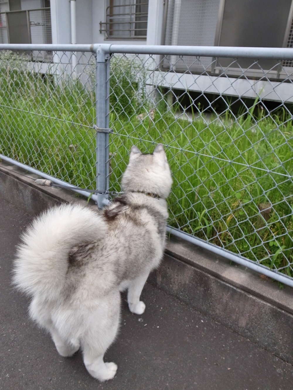 あっ、おお~! あっ、おお~♪ (^o^)_c0049299_22163535.jpg