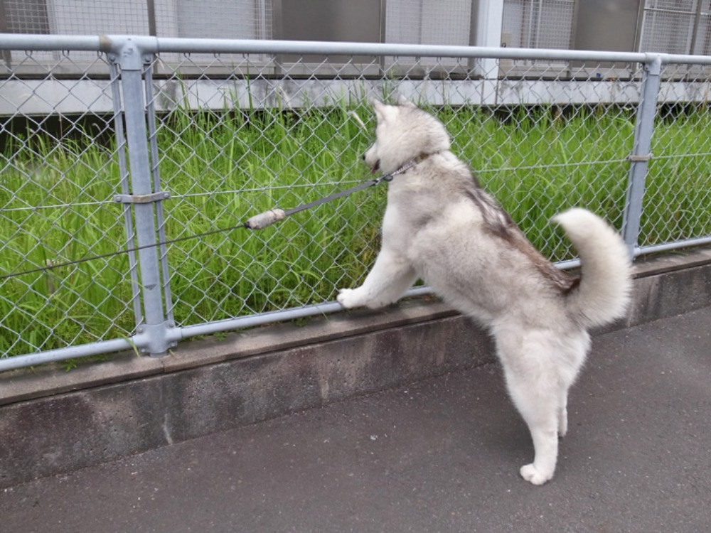 あっ、おお~! あっ、おお~♪ (^o^)_c0049299_22165825.jpg