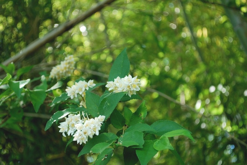 里山林縁で咲く花_e0025300_20424568.jpg