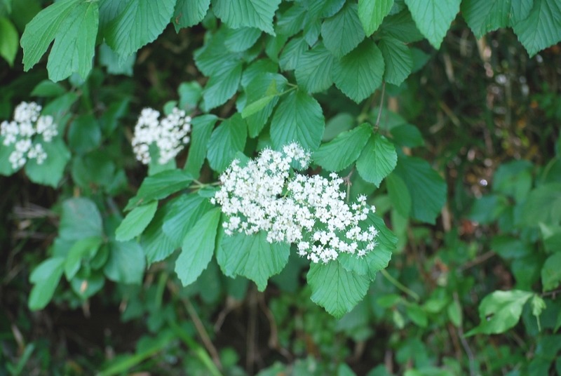 里山林縁で咲く花_e0025300_20531920.jpg