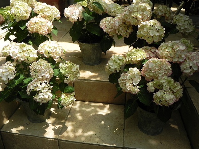 c0152002_20114399.jpg