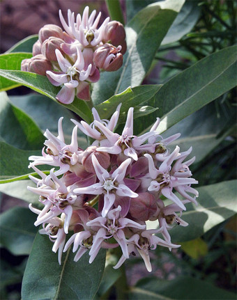 今日の花　アスクレピアスAsclepias_d0117404_15283563.jpg