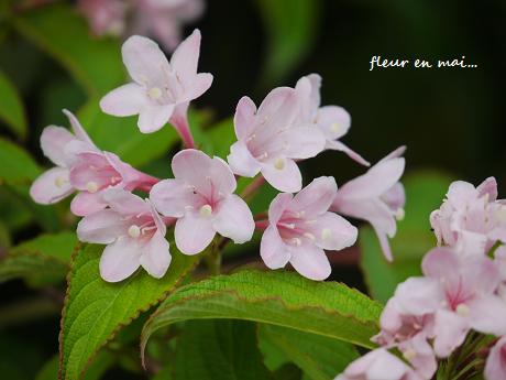 ５月に出会った花たち♪_c0098807_20453454.jpg