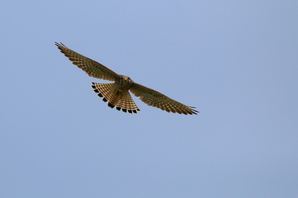 f0235311_20155068.jpg
