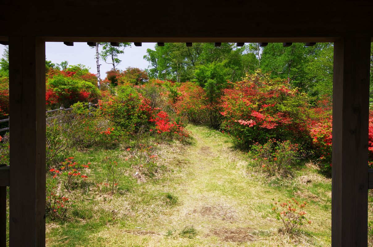 緊急速報！　赤城山のレンゲツツジは既に一部見頃になってた！_a0031821_9315017.jpg