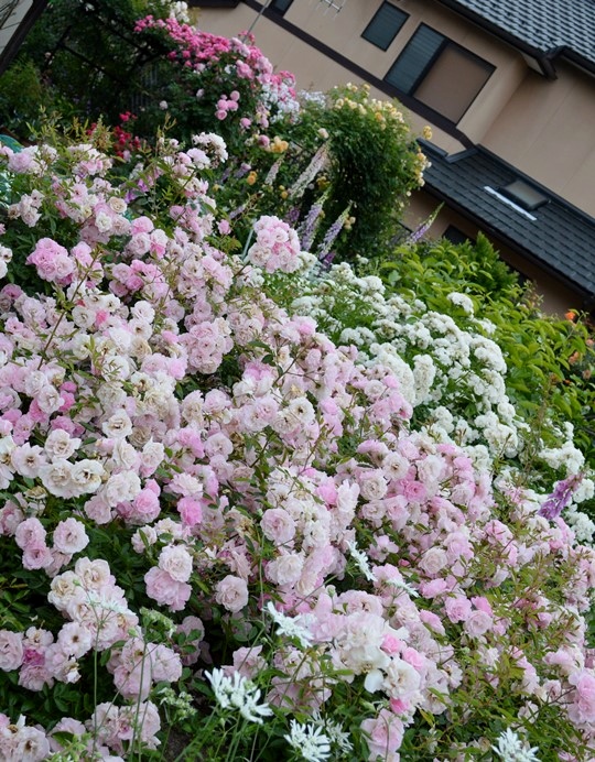 d0096422_8561718.jpg