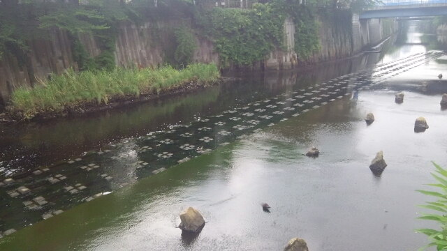 中目黒公園 目黒川船入場 目黒区 5月28日 猫好き写真館