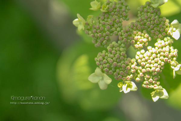 雨待ち花、咲いた♪_b0197639_19264329.jpg