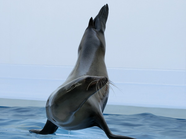 加茂水族館　アシカショー_b0324239_20263078.jpg