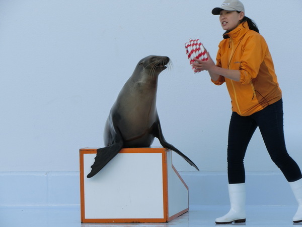 加茂水族館　アシカショー_b0324239_20461055.jpg