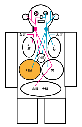 ストレスを感じやすい人は、◯骨をゆるめましょう 〜ある日の施術より〜_e0073240_7591051.gif