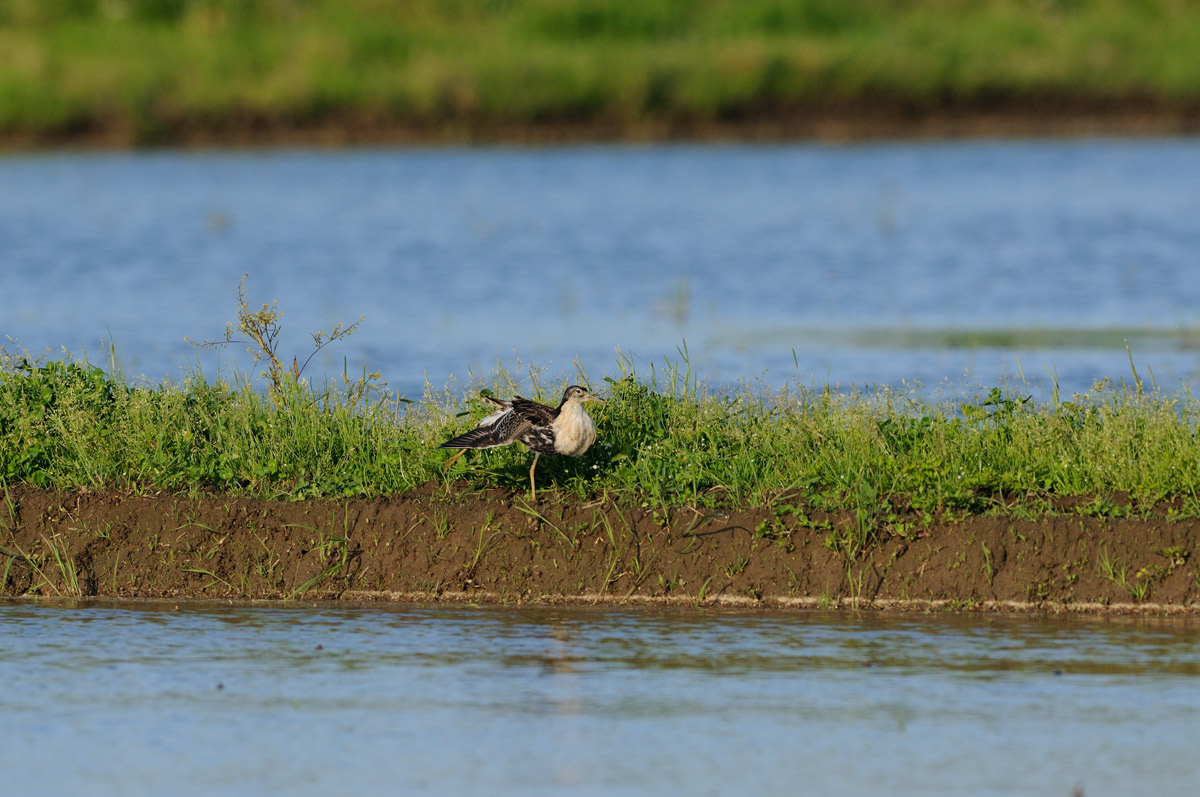 ２０１５年４月、５月の鳥たち（シギチ編）_a0039245_120018.jpg