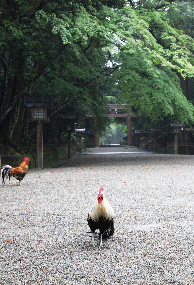 天理市　石上神社　ツツジ　ニワトリ_c0108146_19192632.jpg