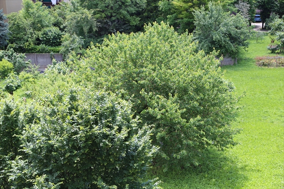 d0047461_14381.jpg