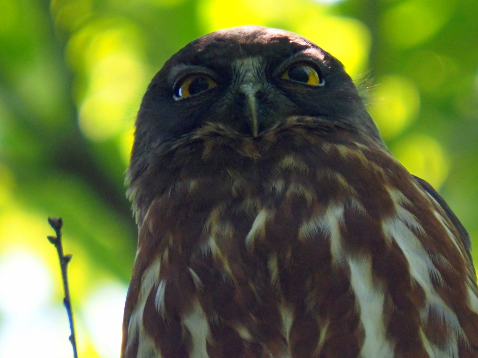 アオバズクの木の下で。_c0123363_11323685.jpg