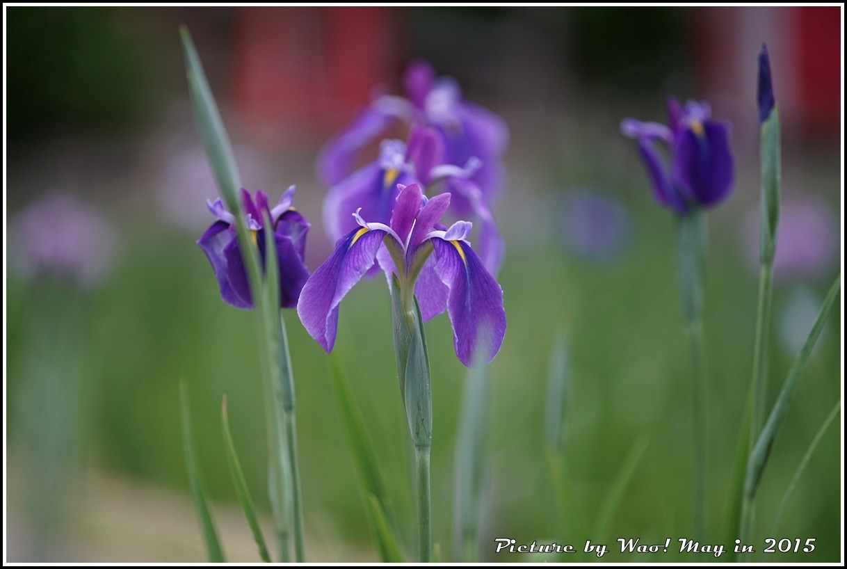 花菖蒲の季節_c0198669_17221297.jpg