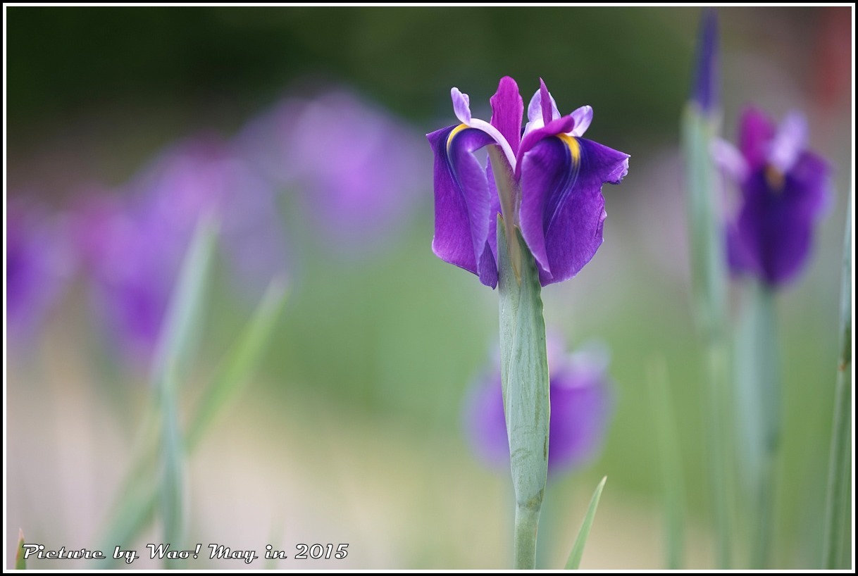 花菖蒲の季節_c0198669_17223196.jpg