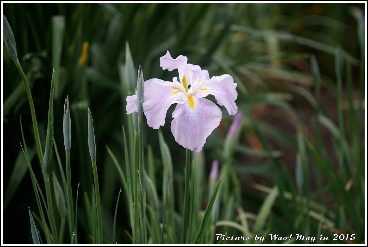 花菖蒲の季節_c0198669_17241441.jpg