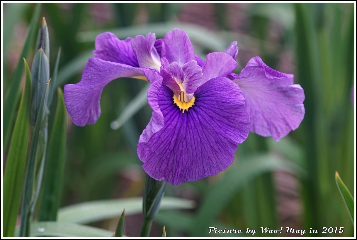 花菖蒲の季節_c0198669_17243743.jpg