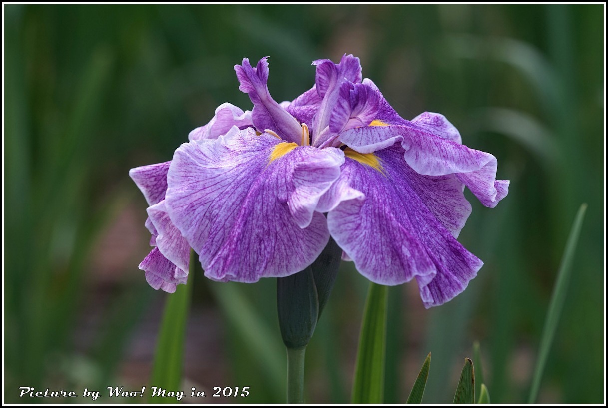 花菖蒲の季節_c0198669_17255061.jpg