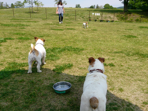 みちのく湖畔公園のドッグラン_e0106372_1021428.jpg