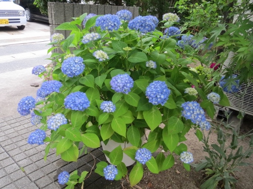霧島の恵 葉と花とに魅せられて