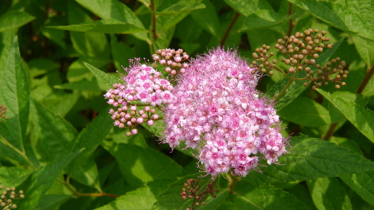 c0212083_21570956.jpg