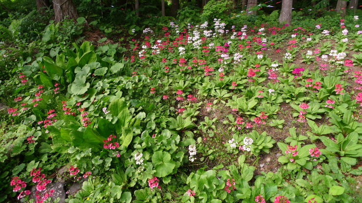 c0212083_21582307.jpg