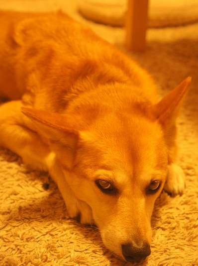 f0231084_2013889.jpg